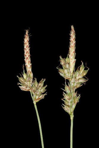 Carex albicans var. albicans #17